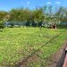Snagov, central, teren 400 mp,